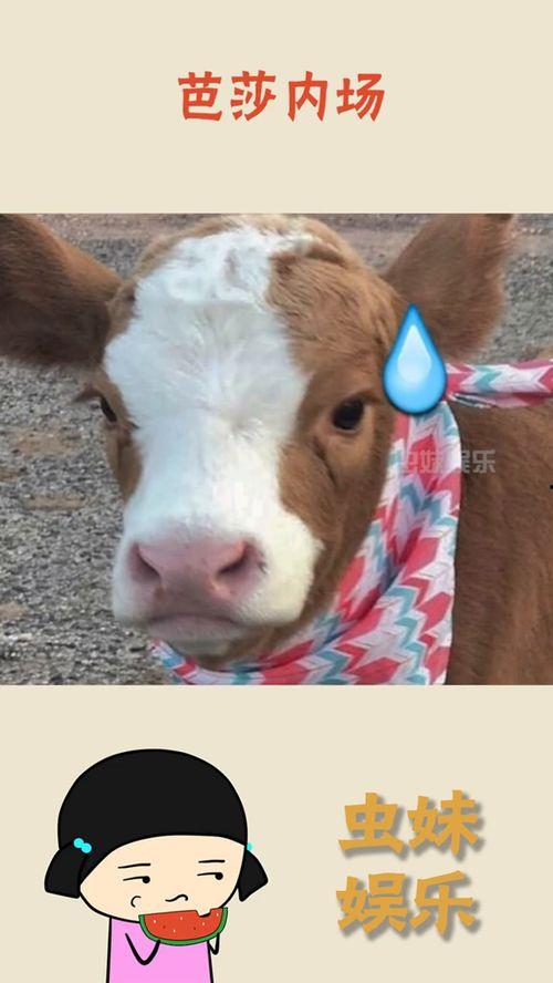 抖音搜娱乐吃瓜酱